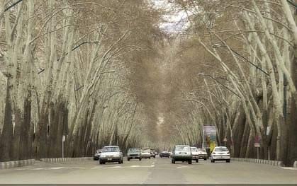 نوش داروی پس از مرگ برای چنارهای ولیعصر