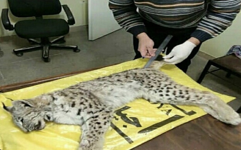 مرگ تلخ یک گونه نادر جانوری در ساوجبلاغ در تصادف رانندگی مرگ تلخ یک گونه نادر جانوری در ساوجبلاغ در تصادف رانندگی