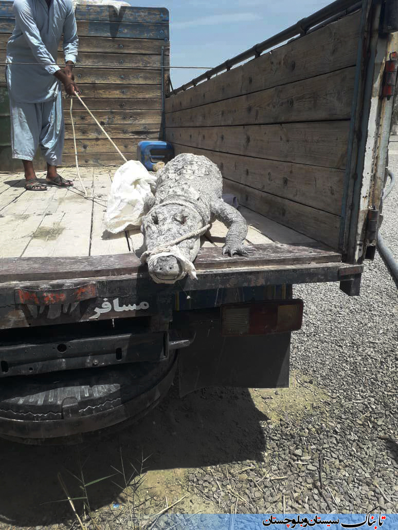 به دام افتادن تمساح در روستای هوتک چابهار + تصاویر به دام افتادن تمساح در روستای هوتک چابهار + تصاویر