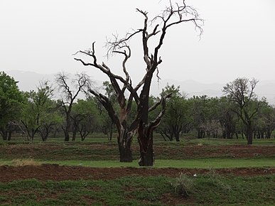 تجربه گذشته مانع از ساخت و سازهای کوچک در باغستان سنتی قزوین تجربه گذشته مانع از ساخت و سازهای کوچک در باغستان سنتی قزوین