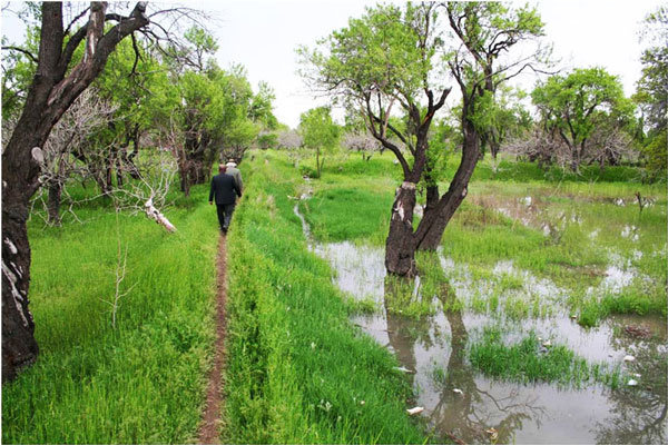 کارگروه حفظ و احیای باغستان‌های سنتی شهر قزوین تشکیل می شود