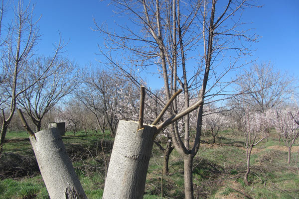 افزایش کیفیت و کمیت تولید گردو با سرشاخه کاری افزایش کیفیت و کمیت تولید گردو با سرشاخه کاری