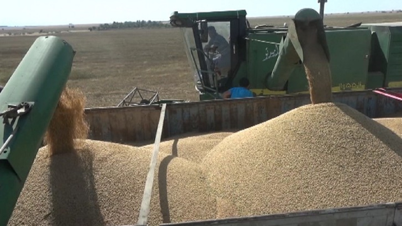 بیش از ۷۵ هزار تن گندم در بوشهر خریده شد بیش از ۷۵ هزار تن گندم در بوشهر خریده شد