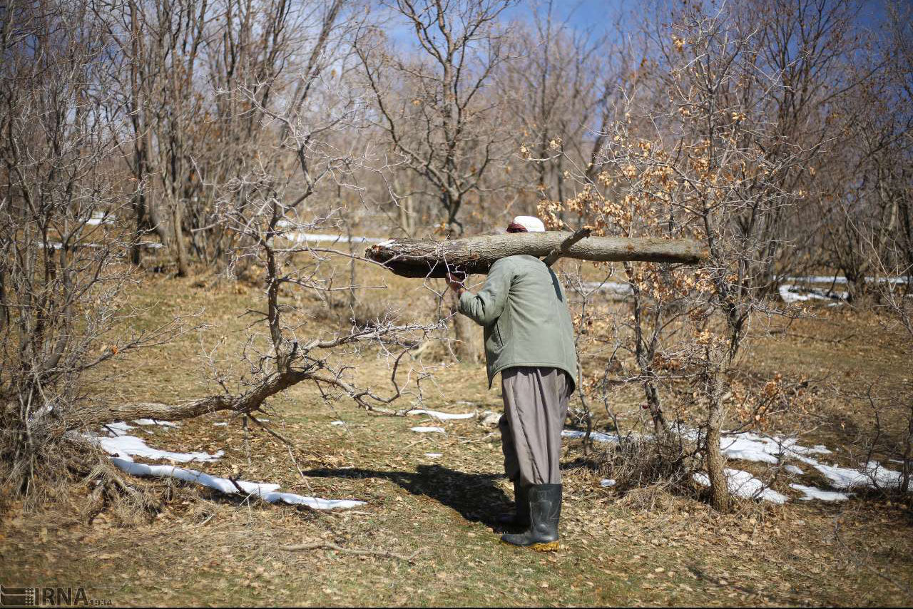 چشم طمع غارتگران به جنگلهای زاگرس چشم طمع غارتگران به جنگلهای زاگرس