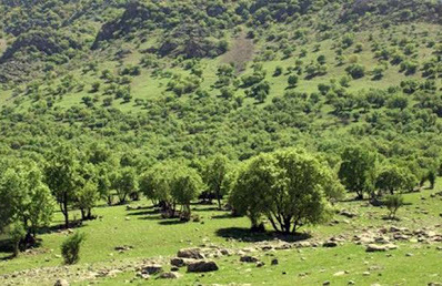 انجام بیش از 200 هکتار جنگل کاری سقز