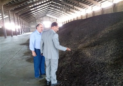 خرید دانه روغنی کلزا در گلستان از ۷ هزار تن گذشت