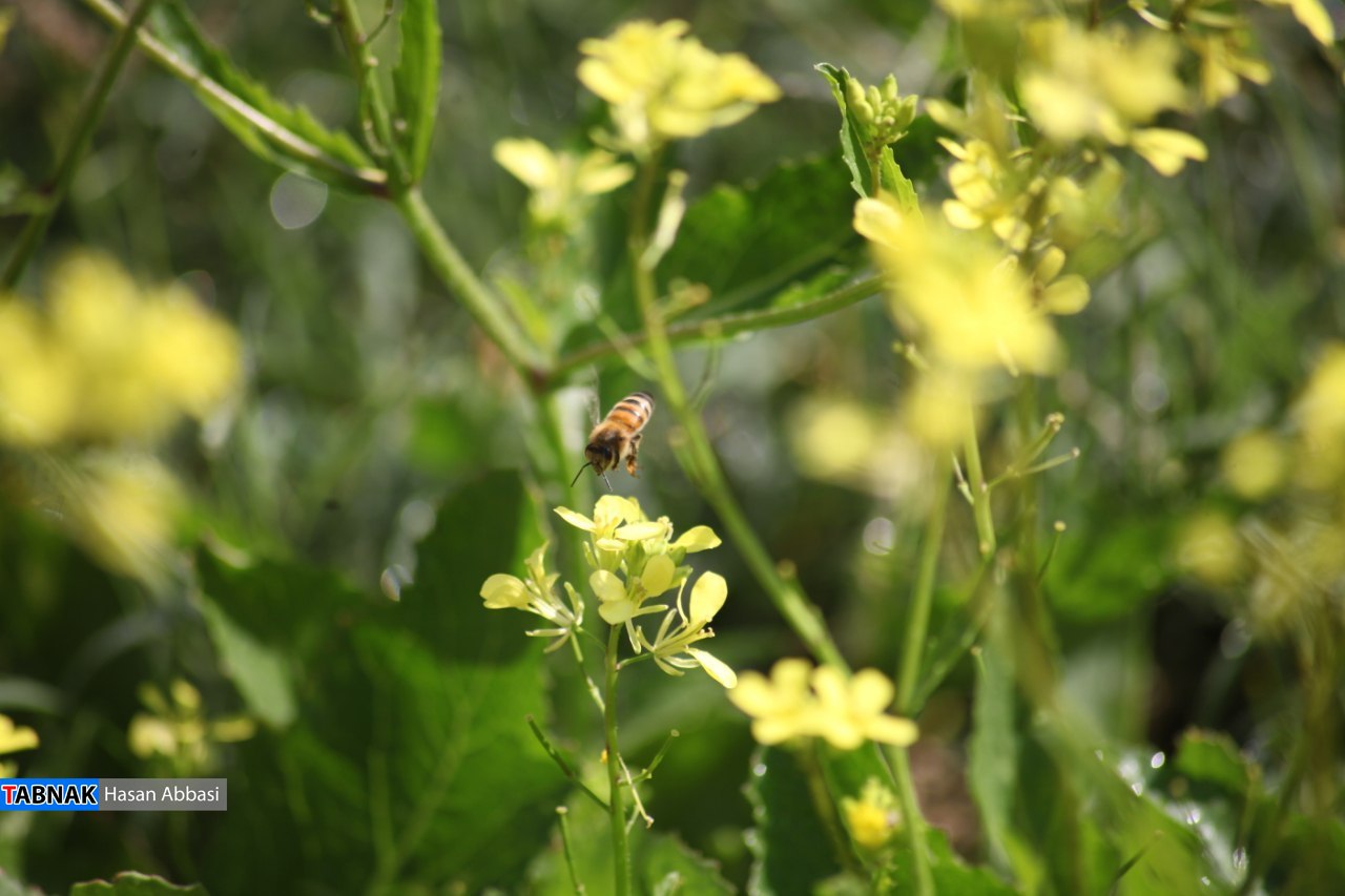 تنگ خلیل تنگ خلیل