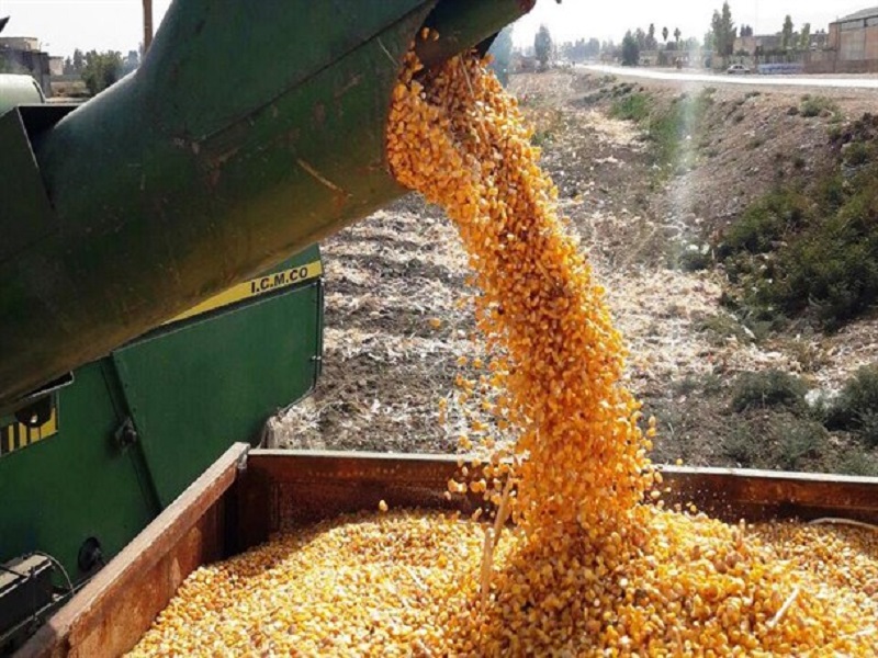 ۳۰ هزار تُن ذرت از مزارع گیلانغرب برداشت شد ۳۰ هزار تُن ذرت از مزارع گیلانغرب برداشت شد