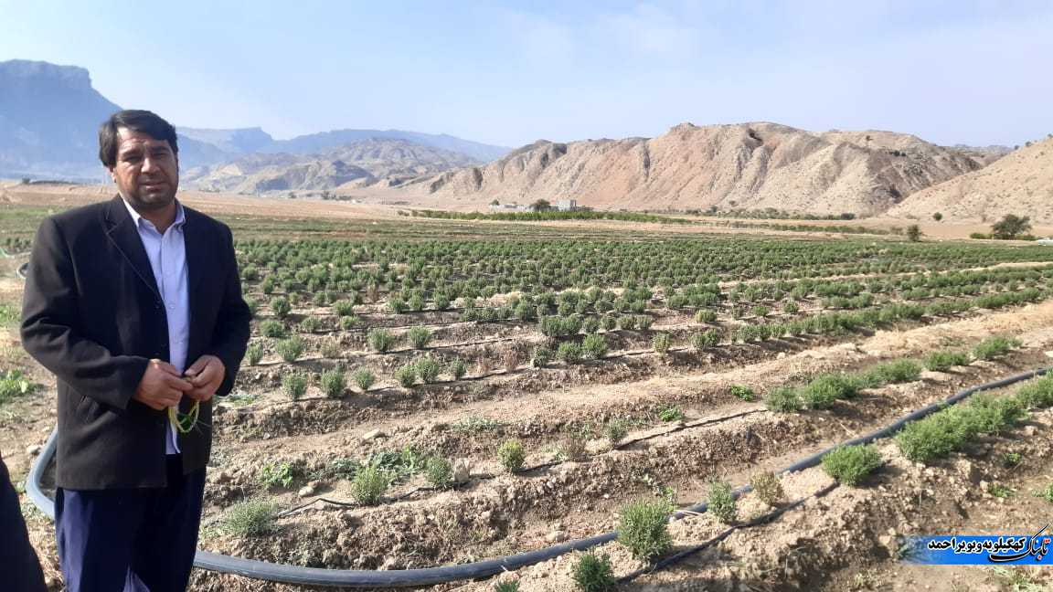 بازدید آموزشی کارشناسان و کشاورزان استان ایلام از مزارع گیاهان دارویی شهرستان لنده+تصاویر بازدید آموزشی کارشناسان و کشاورزان استان ایلام از مزارع گیاهان دارویی شهرستان لنده+تصاویر