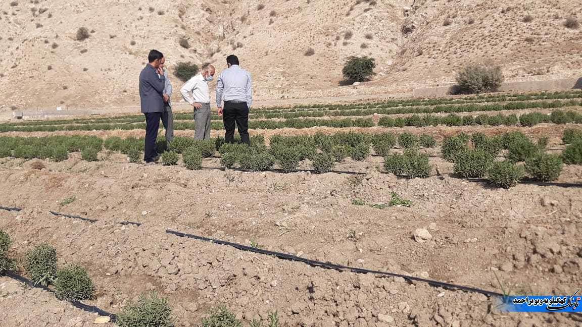 بازدید آموزشی کارشناسان و کشاورزان استان ایلام از مزارع گیاهان دارویی شهرستان لنده+تصاویر بازدید آموزشی کارشناسان و کشاورزان استان ایلام از مزارع گیاهان دارویی شهرستان لنده+تصاویر