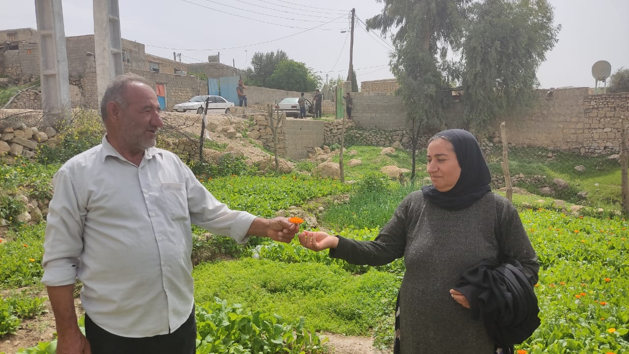 گیاهان دارویی نسخه ی اشتغالزایی بنیاد علوی در لنده+فیلم و تصویر گیاهان دارویی نسخه ی اشتغالزایی بنیاد علوی در لنده+فیلم و تصویر