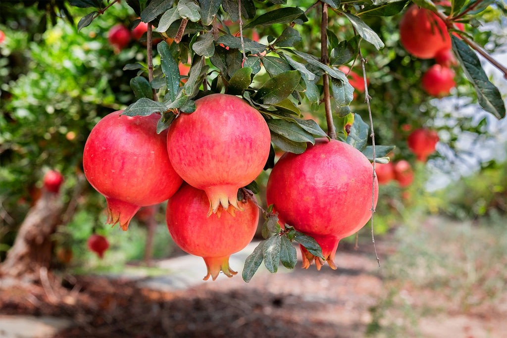 خرید نهال میوه از نهالستان کرمانشاه