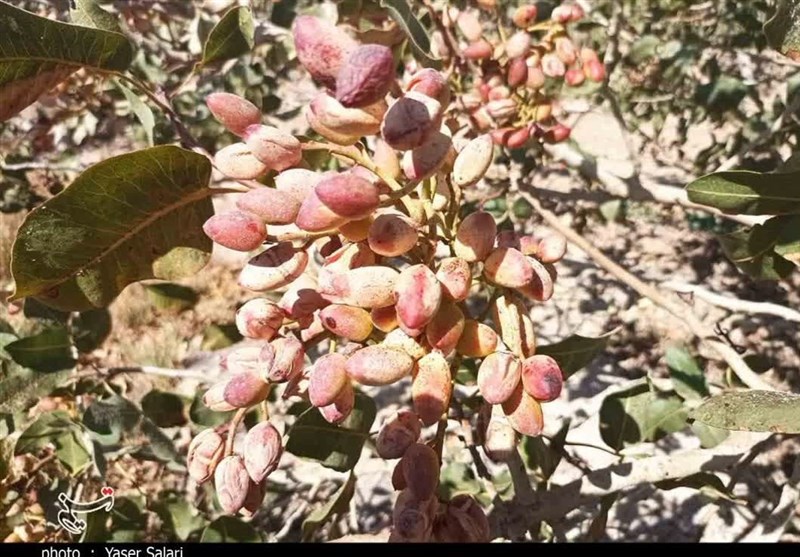 ساماندهی بزرگترین رویشگاه طبیعی پسته در گلستان