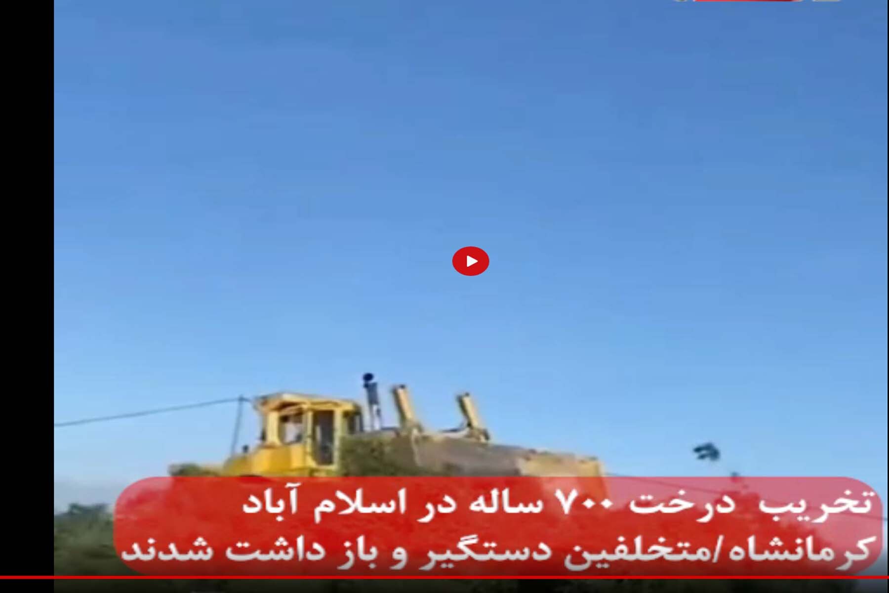 اداره کل منابع طبیعی فارس قطع درخت 700 ساله بلوط را تکذیب کرد