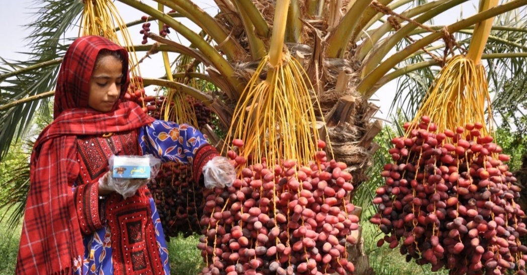 برداشت ۱.۶ میلیون تن انواع تولیدات کشاورزی در استان بوشهر/ ۱۸۲ هزار هکتار زمین زیر کشت رفت
