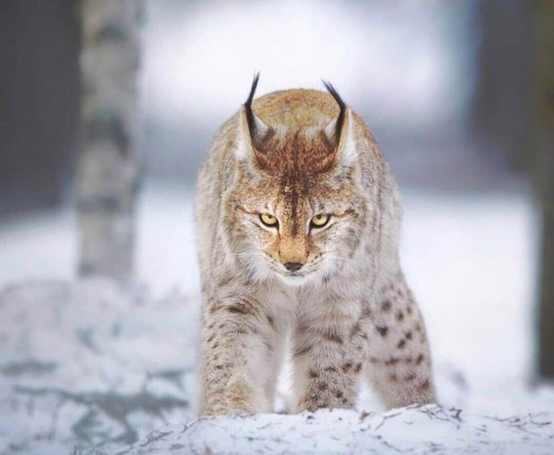 بازگشت گونه نادر گربه وحشی به دامان طبیعت بختگان+فیلم