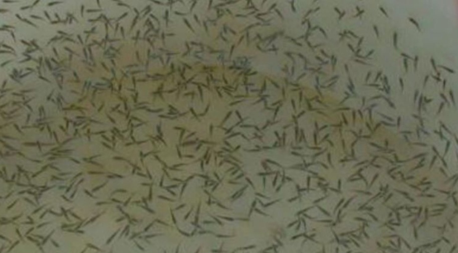 ظرفیت تولید بچه میگو در بوشهر به ۵.۷ میلیارد قطعه افزایش یافت/ فعالیت ۴۰۵ مزرعه پرورشی در استان