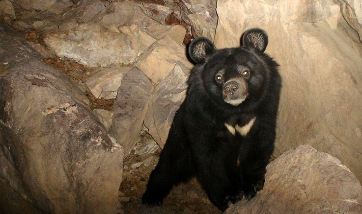 رؤیت خرس سیاه آسیایی در منطقه حفاظت&zwnj;شده هرمود فارس