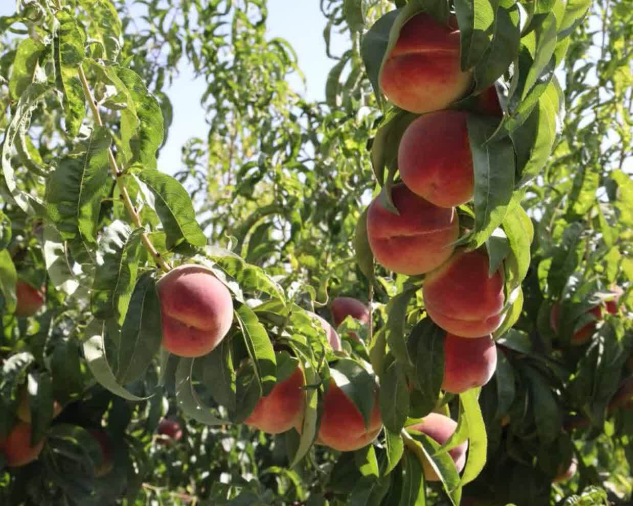 سالانه 200 هزار میلیارد ریال محصولات باغی استان چهارمحال و بختیاری تولید میشود