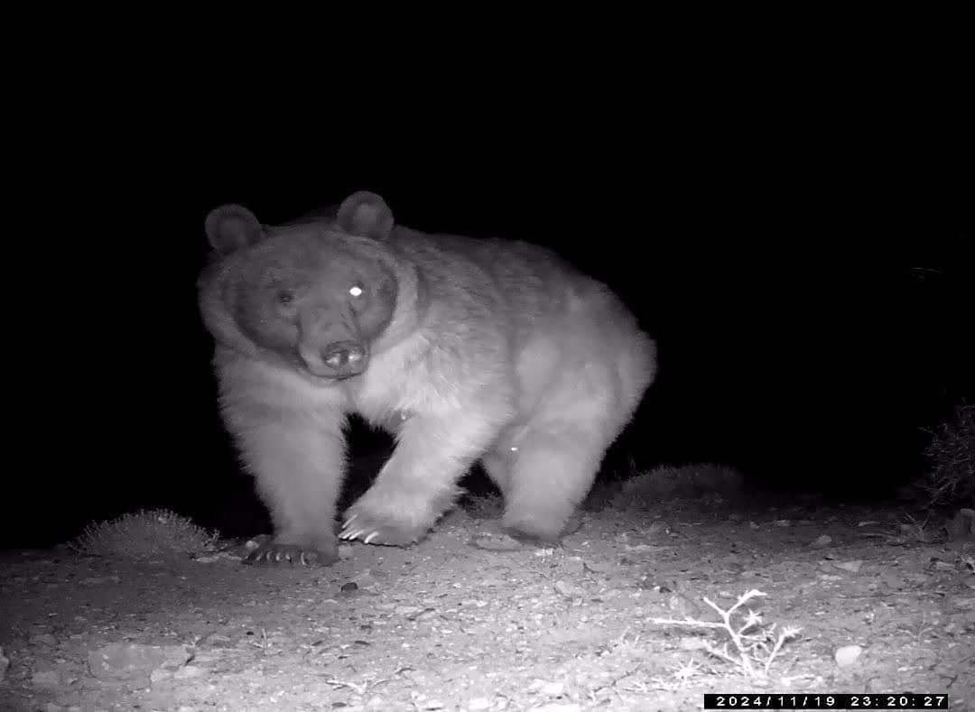 کشف گونه‌های نادر در شهرستان سرچهان/ثبت گربه وحشی و خرس قهوه‌ای