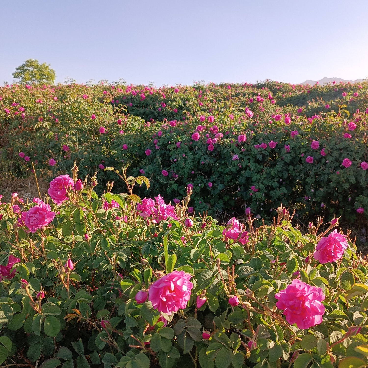 خنکترین منطقه کرمان با شهرت جهانی در عطر و طعم گلاب/لالهزار نامزد شایسته خنکترین منطقه کرمان با شهرت جهانی در عطر و طعم گلاب/لالهزار نامزد شایسته