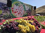 جشنواره انگور کندوله در بخش دینور با حضور بیش از هفت هزار نفر برگزار شد + فیلم