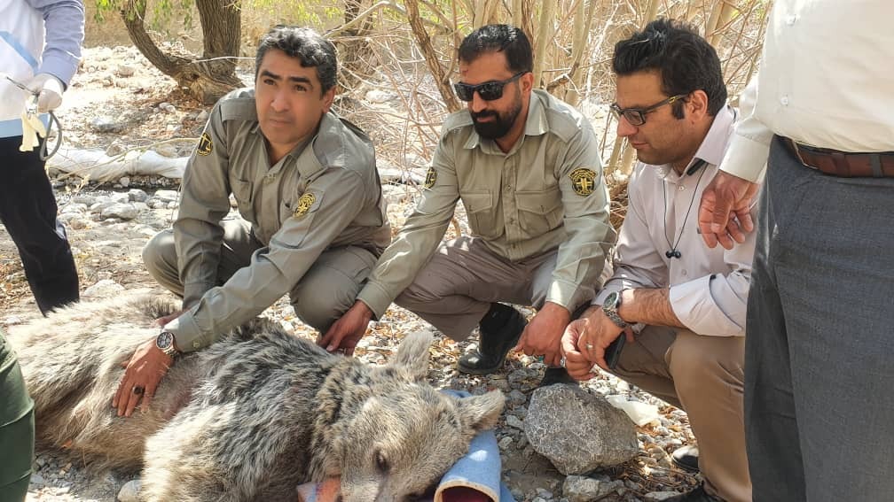 نجات خرس ۵ ساله از تله مرگ + تصاویر نجات خرس ۵ ساله از تله مرگ + تصاویر