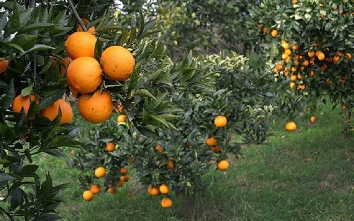 تولید بیش از ۷۰ هزار تُن مرکبات در بابلسر تولید بیش از ۷۰ هزار تُن مرکبات در بابلسر