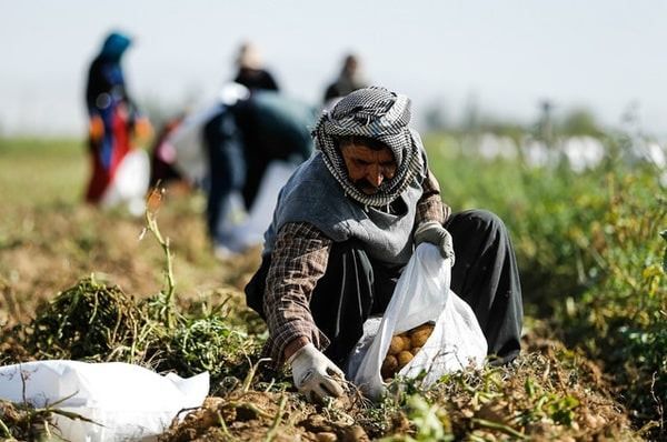راهبرد اصلی تعاون روستایی کمک به حفظ و ارتقای امنیت غذایی مردم و تولید کنندگان است