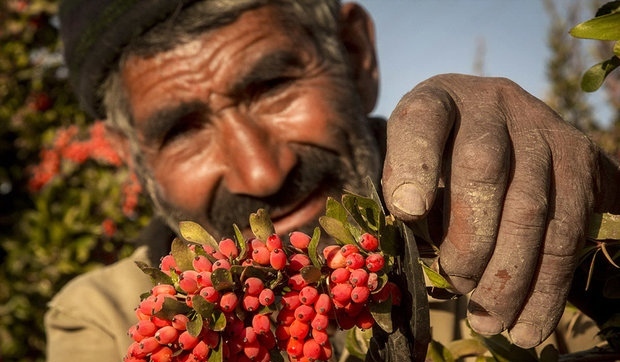 زرشک؛ یاقوت سرخ کویر در دوراهی رنج و امید/ از ضعف فرآوری تا نوید بورسی شدن