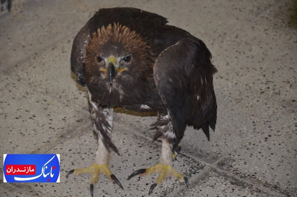 پليس نوشهر ناجی پرنده شکاری کمياب ۸۰ ميلياردی