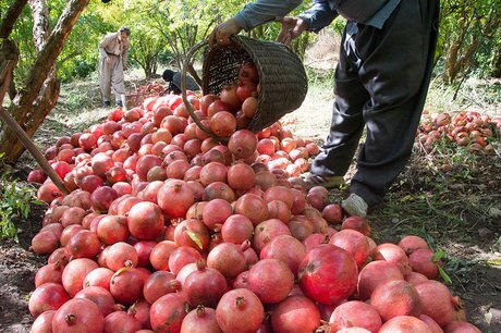 ۲۰ هزار تن انار از باغات کردستان به بازار رسید / ضرورت ایجاد صنایع تبدیلی برای محصولی با ظرفیت بالا