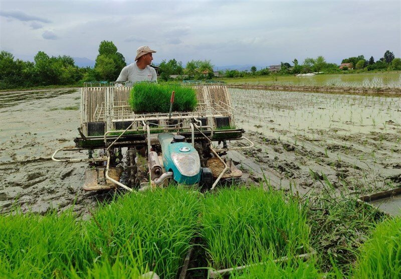 دلالی در بازار شلتوک/ برنج محلی خوزستان کمیاب و گران شد دلالی در بازار شلتوک/ برنج محلی خوزستان کمیاب و گران شد