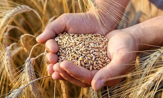مرحله دوم مطالبات گندمکاران پرداخت می‌شود