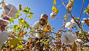 رونق کشت پنبه در سرزمین طلای سفید