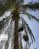 ۲ طرح جامع نخیلات و شیلات در خوزستان اجرا می‌شود