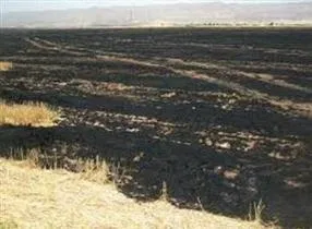 مهار آتش سوزی در مزارع گندم بوکان