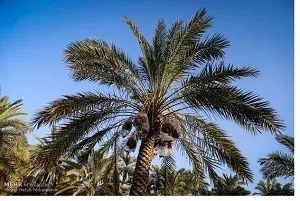 بسته حمایتی برای دفاع از نخل در خوزستان معرفی شد